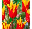 Tulipa - Firework/ 7ks v balení