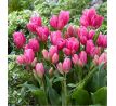 Tulipa - Happy Family / 8ks v balení
