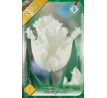 Tulipa - Honeymoon / 7ks v balení