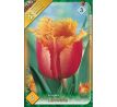 Tulipa - Lambada / 8ks v balení