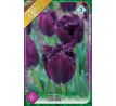 Tulipa - Gorilla / 6ks v balení