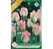 Tulipa - Groenland / 7ks v balení