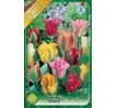 Tulipa Viridiflora - mixed / 8ks v balení
