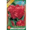 Tulipa - Bastogne Parrot / 8ks v balení