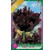 Tulipa - Black Parrot / 7ks v balení