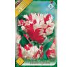 Tulipa - Estella Rijnveld / 7ks v balení