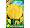 Tulipa -Texas Gold / 7ks v balení