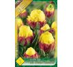 Tulipa - Ice Cream Banana
