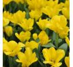 Tulipa - Candela
