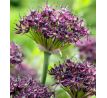 Allium atropurpureum