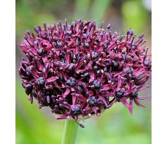 Allium atropurpureum