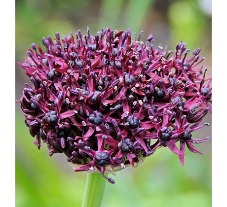 Allium atropurpureum
