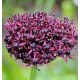 Allium atropurpureum