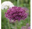Allium atropurpureum