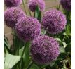 Allium - Party Baloons