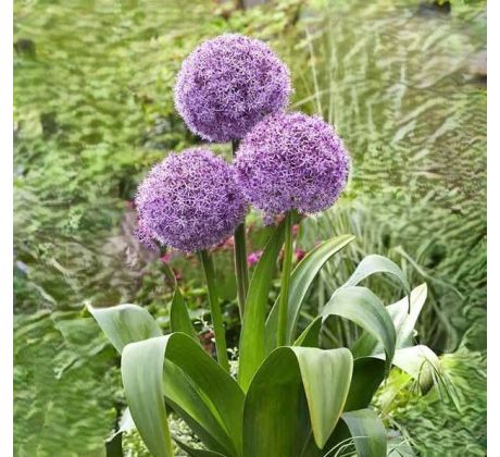 Allium - Party Baloons
