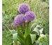 Allium - Party Baloons