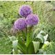 Allium - Party Baloons