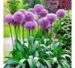 Allium - Party Baloons