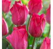 Tulipa - Lady van Eijk