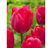 Tulipa - Lady van Eijk