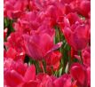 Tulipa - Lady van Eijk