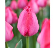 Tulipa - Lady van Eijk
