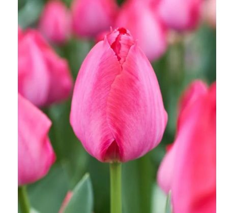 Tulipa - Lady van Eijk