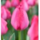 Tulipa - Lady van Eijk