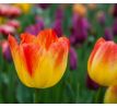 Tulipa - Suncatcher