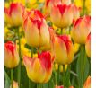 Tulipa - Suncatcher