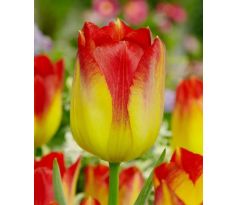 Tulipa - Suncatcher