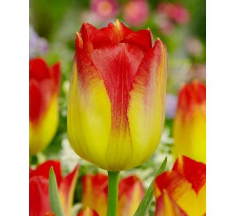 Tulipa - Suncatcher