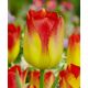 Tulipa - Suncatcher