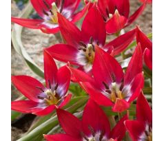 Tulipa - Tiny Timo