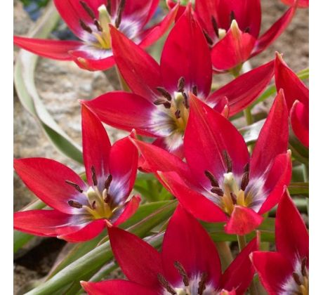 Tulipa - Tiny Timo