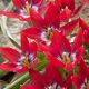 Tulipa - Tiny Timo