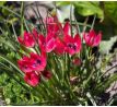 Tulipa - Tiny Timo