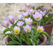 Tulipa - saxatilis