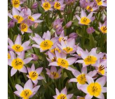 Tulipa - saxatilis