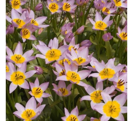 Tulipa - saxatilis