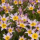 Tulipa - saxatilis