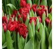 Tulipa - Versaci