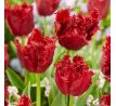 Tulipa - Versaci