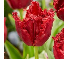Tulipa - Versaci