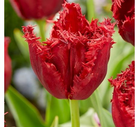 Tulipa - Versaci