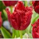 Tulipa - Versaci