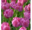 Tulipa - Purple Pride