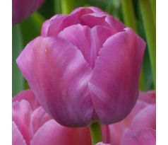 Tulipa - Purple Pride