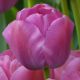 Tulipa - Purple Pride